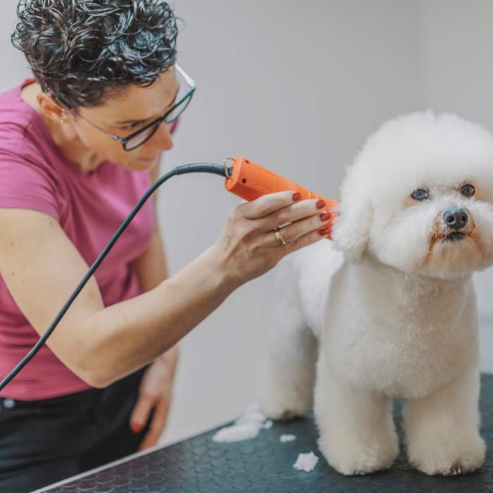Professional Pet Groomers, Groom a Bichon Frise