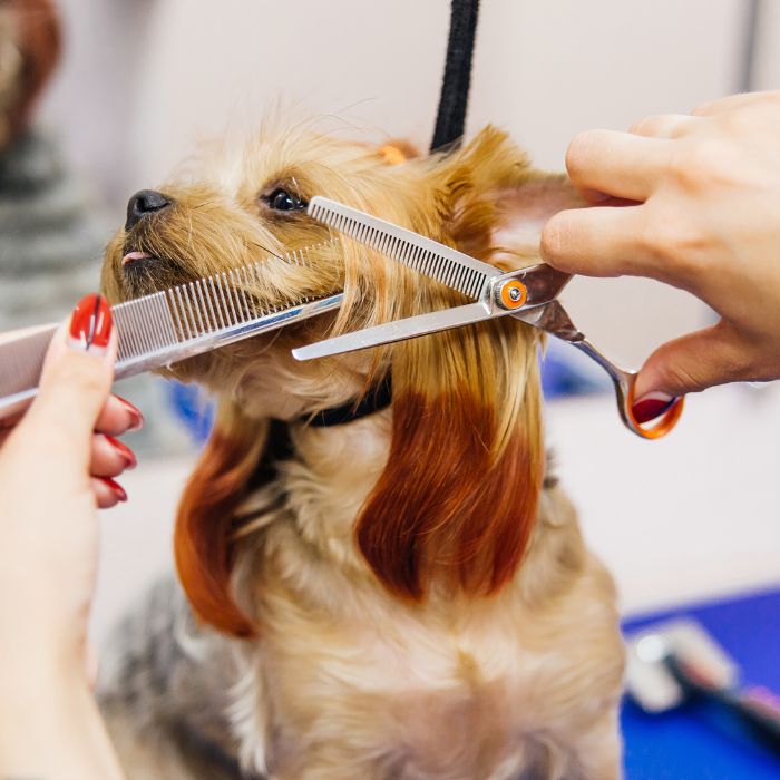 Professional Groomer Challenges for dogs
