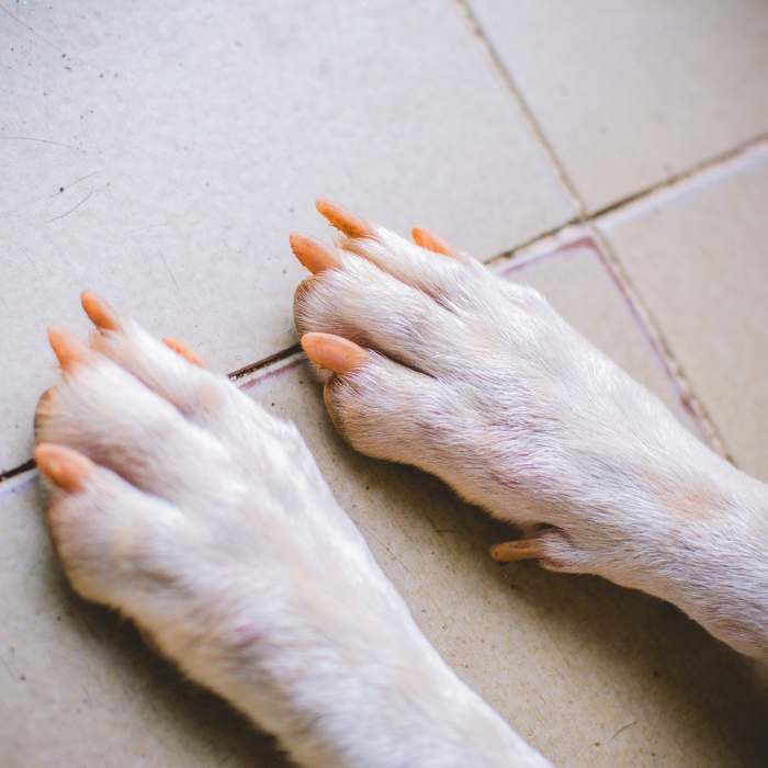 Is Nail Polish Safe for Dogs