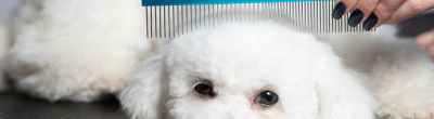 dog groomers guide, bichon frise