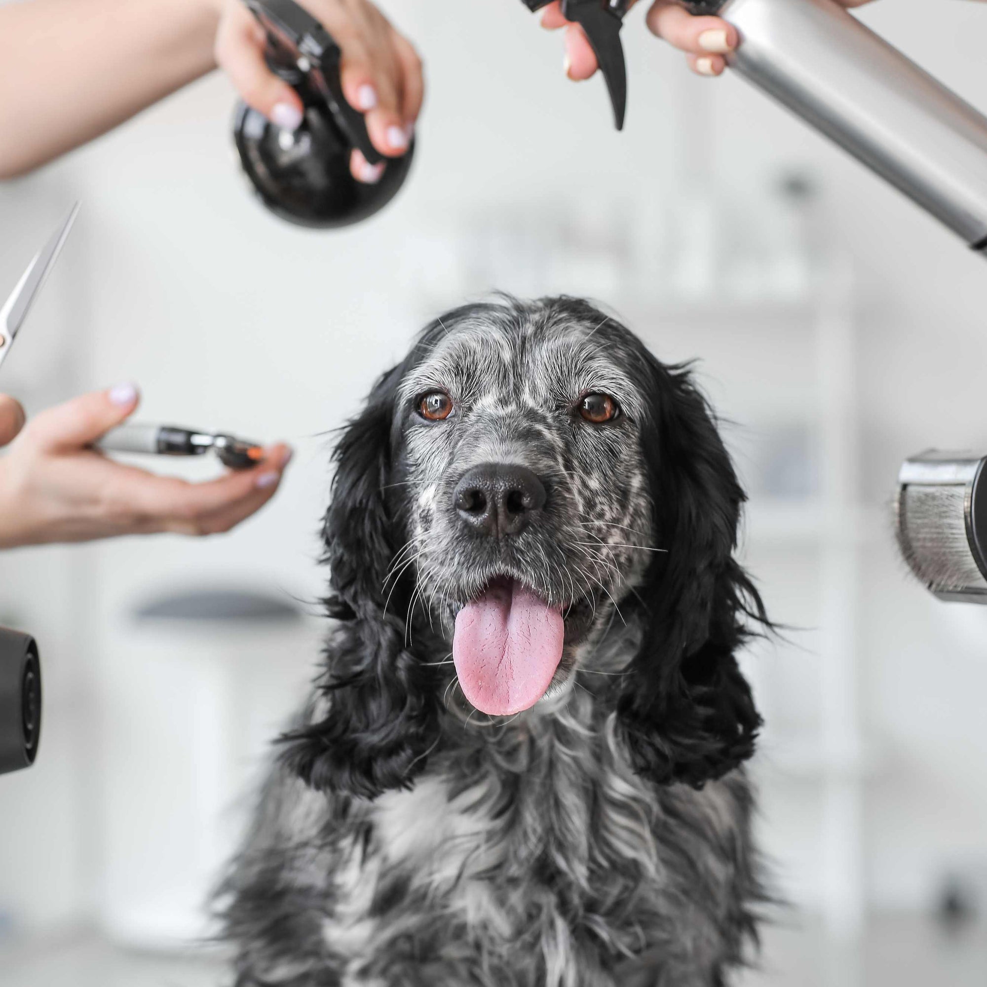 Essential Dog Grooming Products