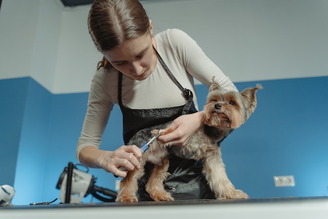 Alexandria Espinosa interview with professional dog groomer