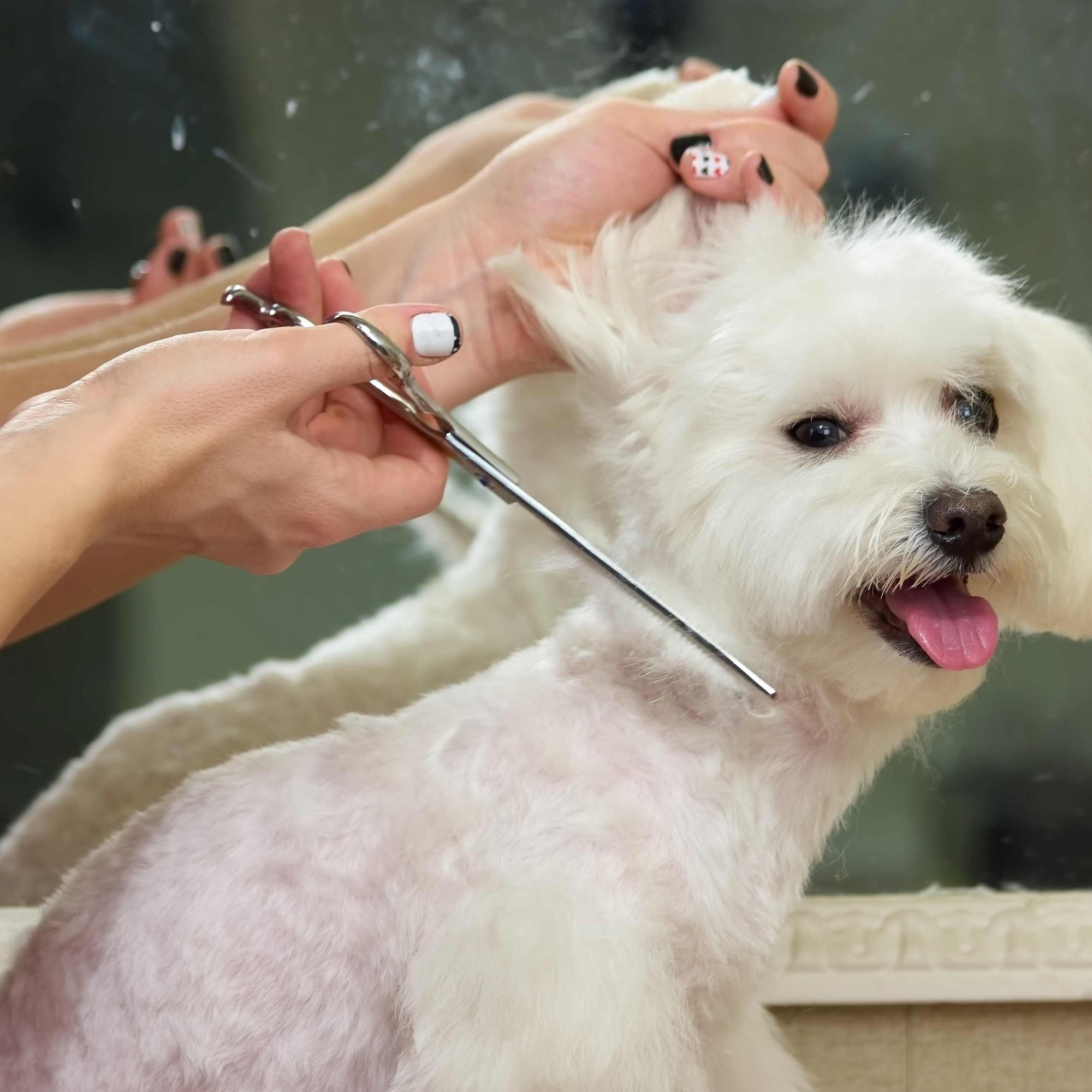 Guide to Grooming Short-Haired Dogs