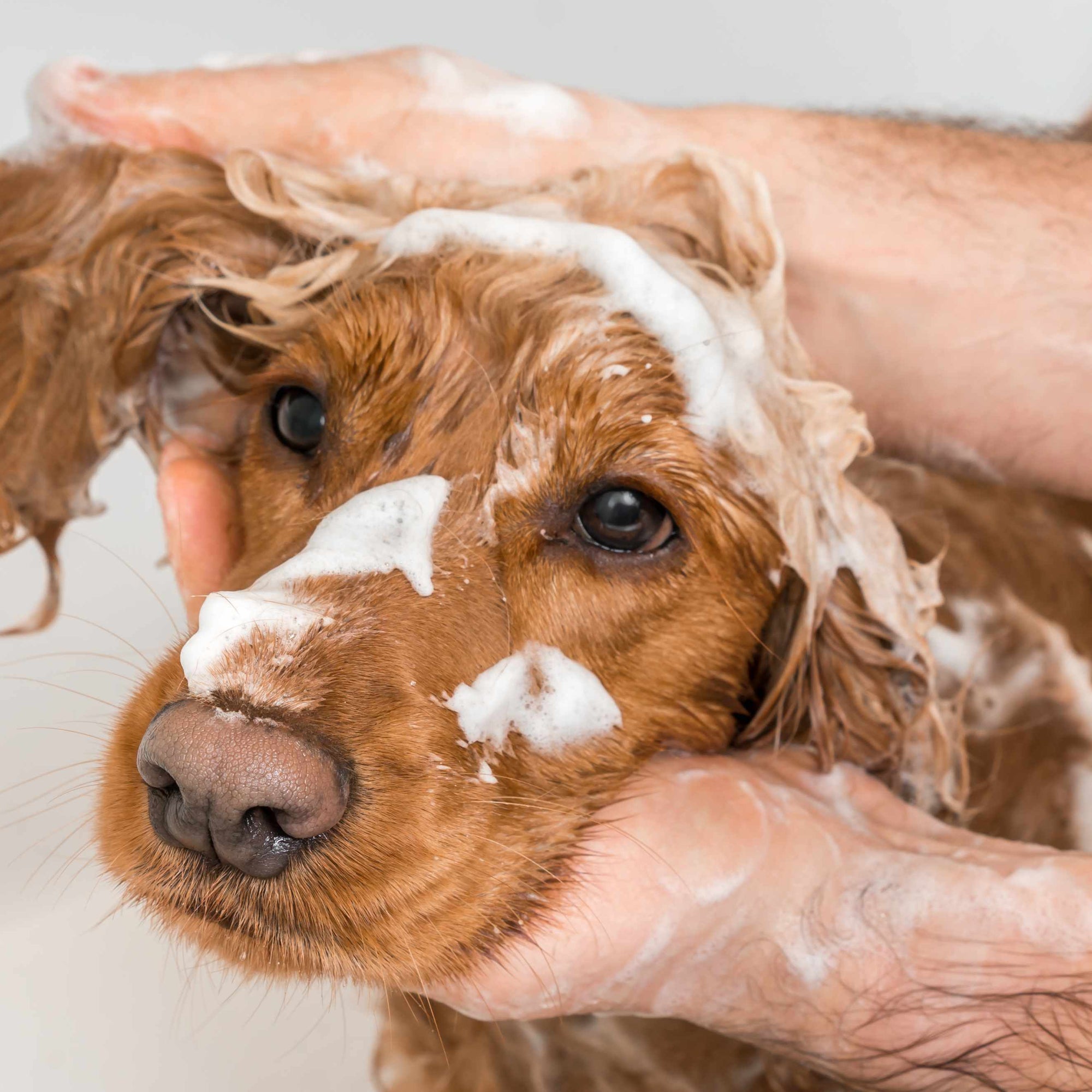 Selecting the Ideal Anti-Itch Shampoo for Dogs: A Guide for Professional Dog Groomers