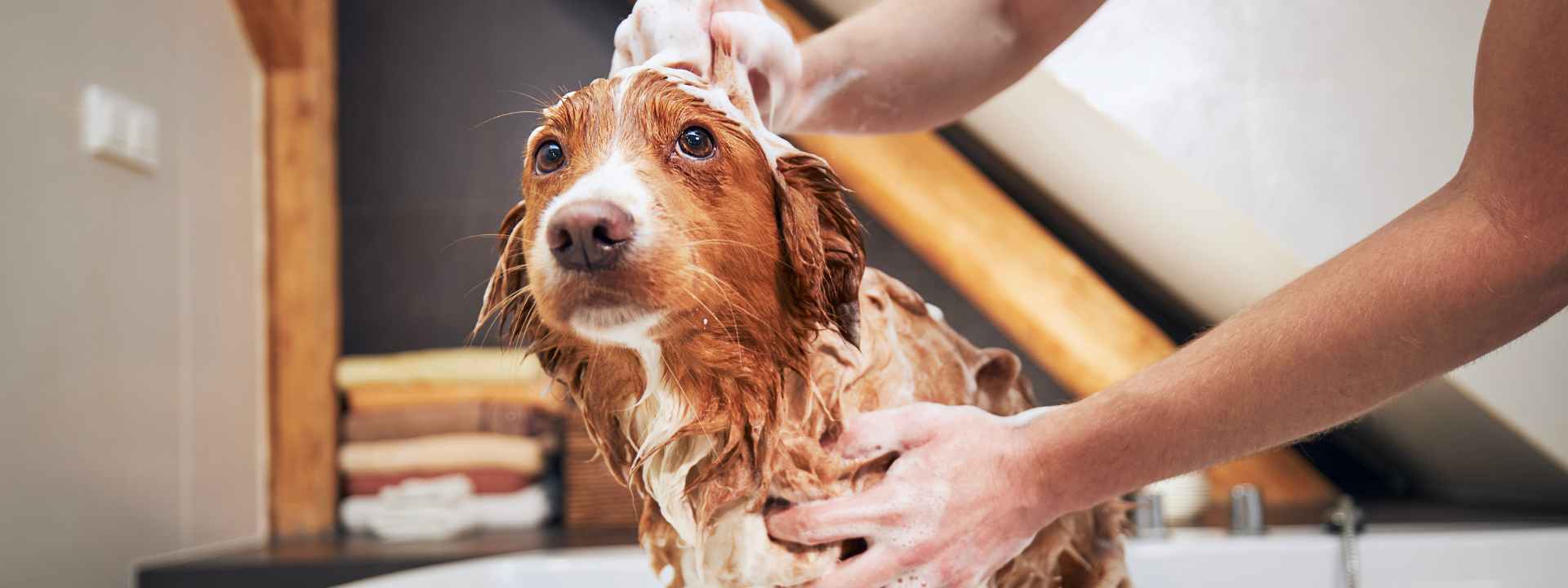 how to choose dog shampoo, top dog shampoo