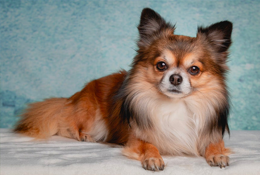 Things Professional Dog Groomers need to know about the chihuahua