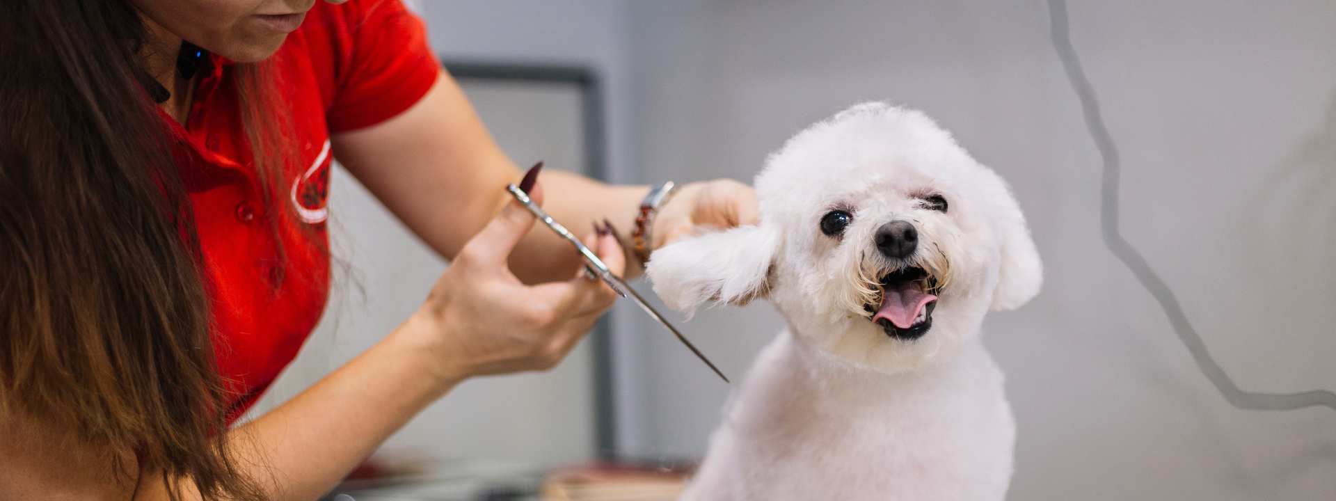 dog grooming guide