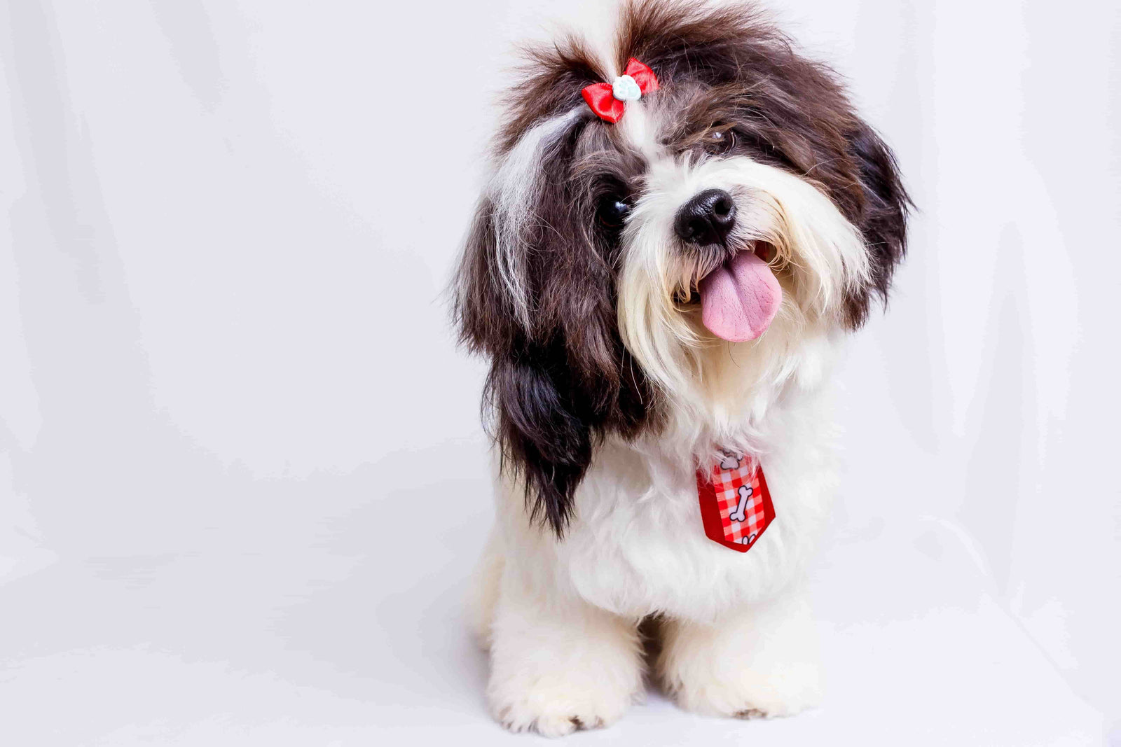 Shih Tzu Dog Hairstyles | TikTok