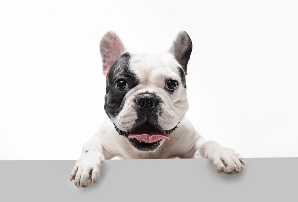French Bulldog breed guide for groomers