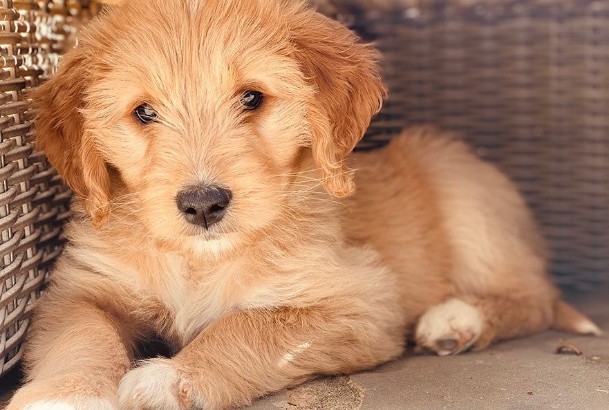 Groom a Goldendoodle, goldendoodle grooming guide
