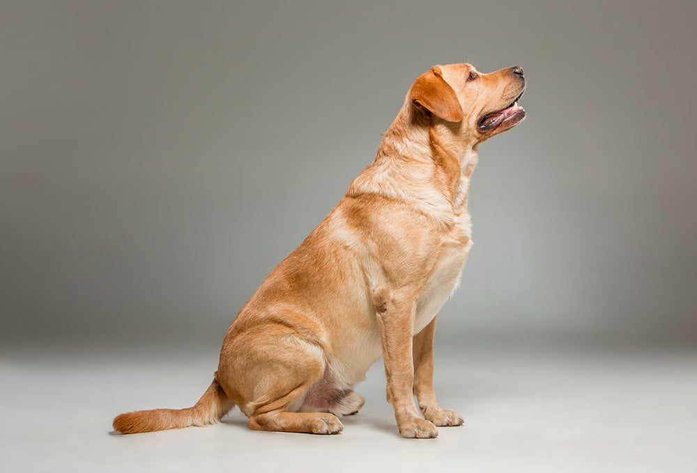 Labrador undercoat outlet