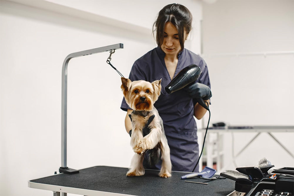 starting dog grooming business, five steps to start dog grooming business